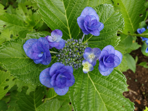 绣球花