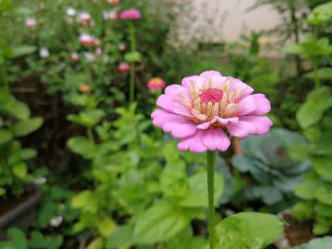 植物花卉菊花