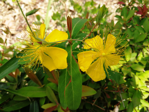 植物花卉金丝桃
