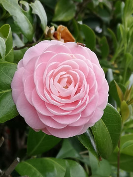 植物花卉山茶花