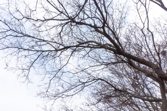 冬季枯树枝