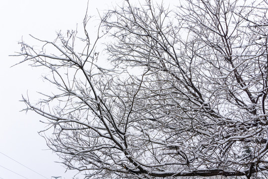 冬雪树枝