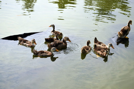绿水里游着一群鸭