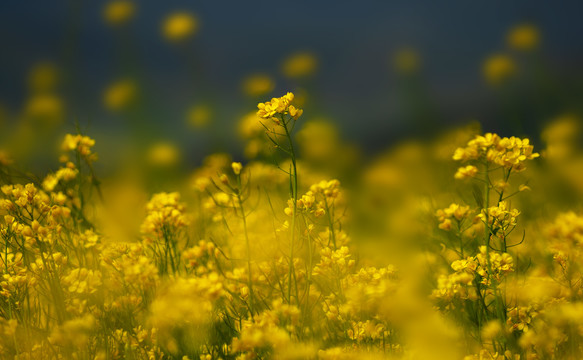 门源油菜花海