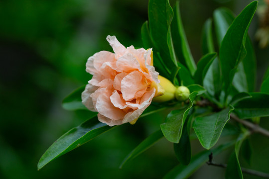 石榴花