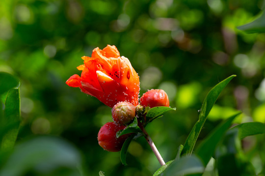 石榴花