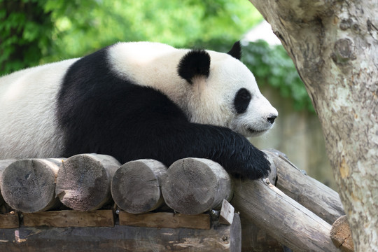 一只趴着休息的大熊猫