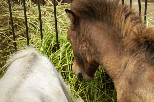 两只小马在吃草
