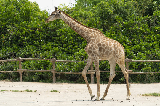 野生动物园的长颈鹿