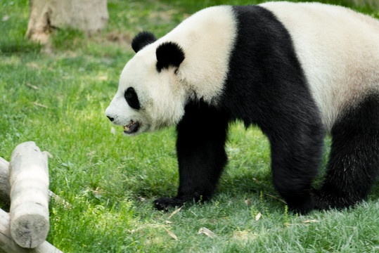 草坪上的一只大熊猫