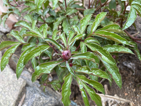 芍药