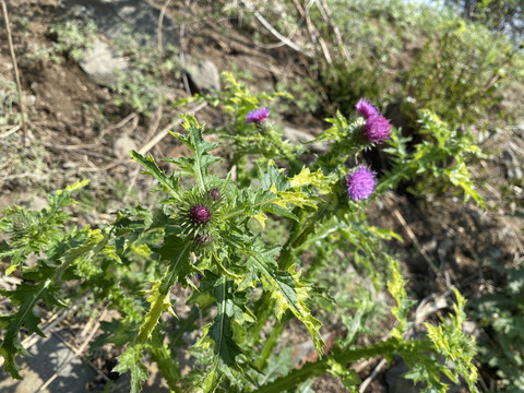 飞廉花