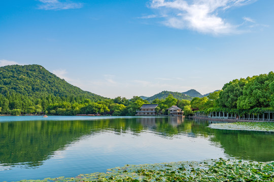 杭州西湖夏天花港观鱼