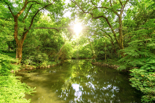 湿地公园阳光树林