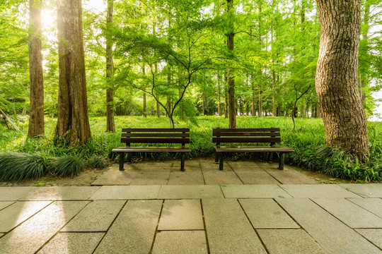 公园景观阳光树林与休息椅