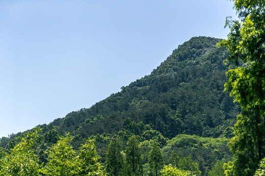 山峰森林