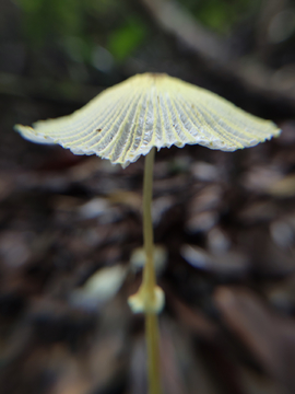 小蘑菇微距虚实菌小伞菇