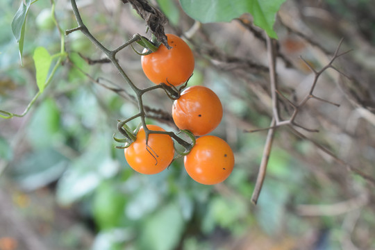 小番茄