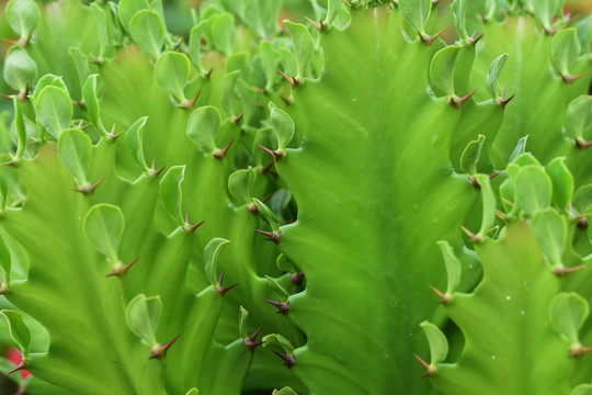 带刺植物