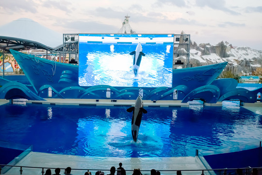 上海海洋公园虎鲸表演