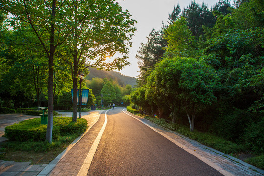 森林跑步道