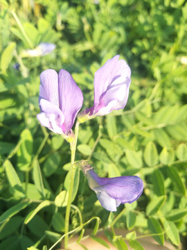 清晨阳光下的紫色小花