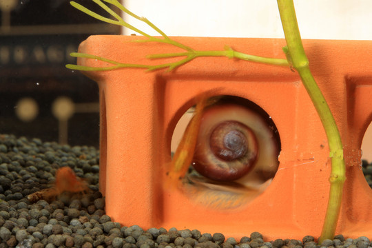 蜗牛与虾