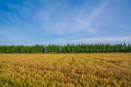 农村麦地