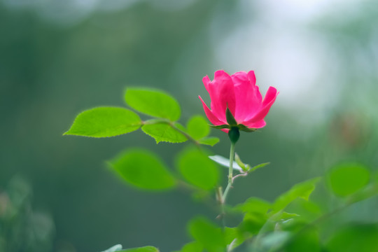 公园里盛开的月季花