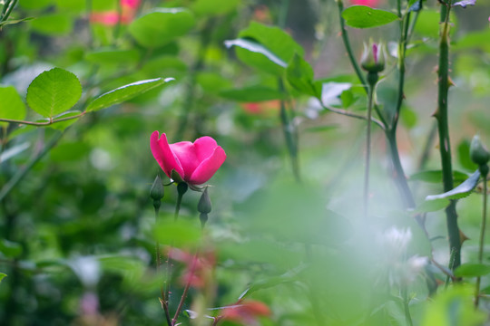 公园里盛开的月季花