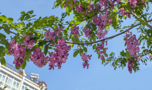 刺槐花