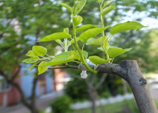 果树嫁接