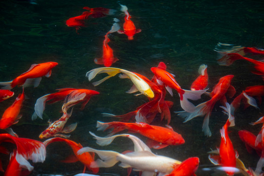鱼池中的红锦鲤