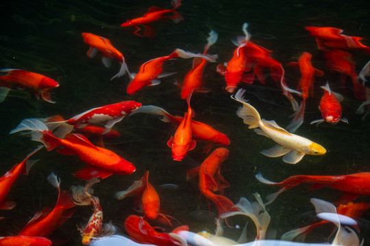 庭院鱼池红锦鲤