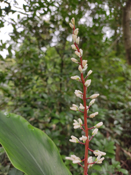 山姜花野山姜