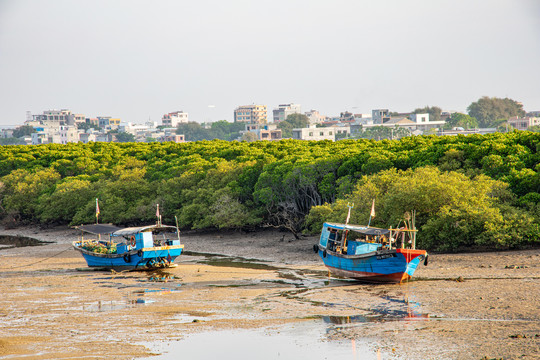 热带滩涂海岸线上的红树林和渔船