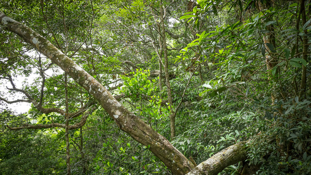 海南五指山热带雨林
