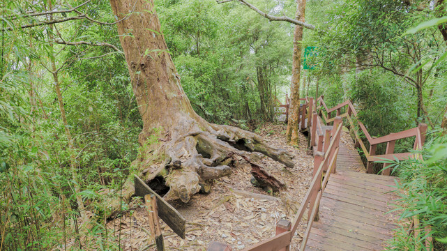 海南省五指山热带雨林风景区