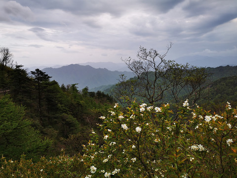 朱雀森林公园