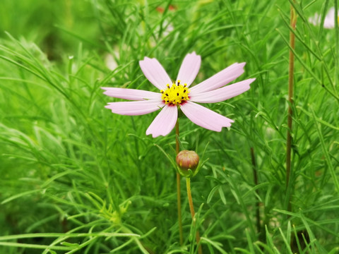 格桑花