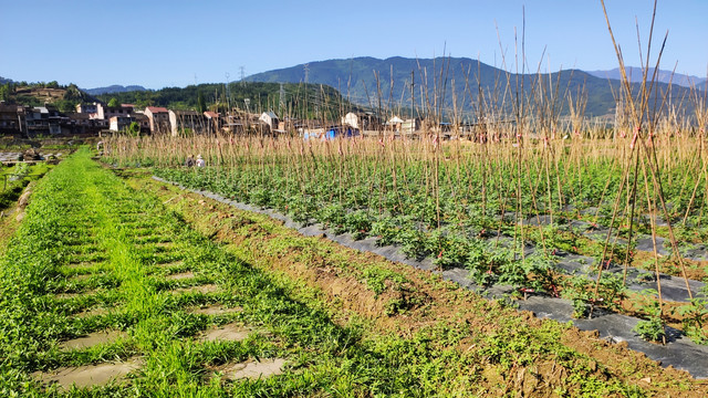 西红柿种植园番茄幼苗