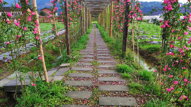 月季花观景长廊走道