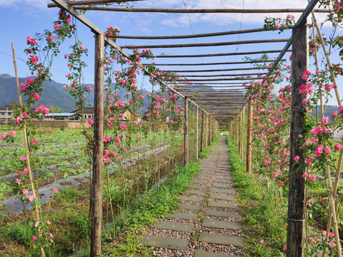 月季花观景长廊走道