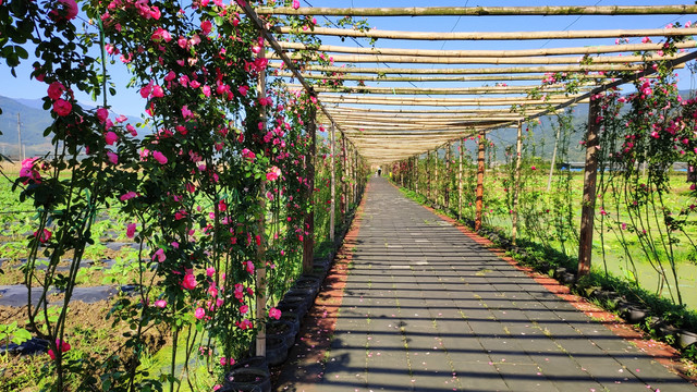 月季花长廊走道