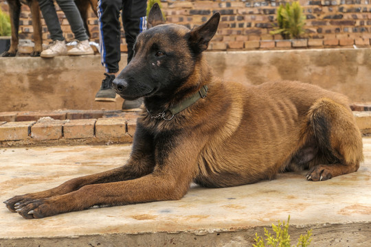 狼犬狼狗