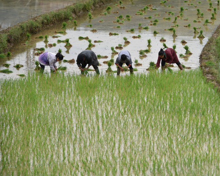 种水稻插秧苗