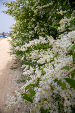 石楠花