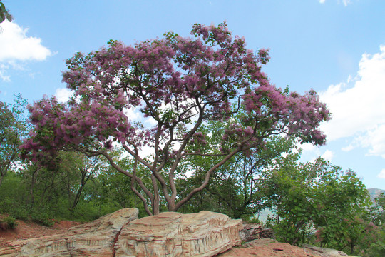 黄栌花树