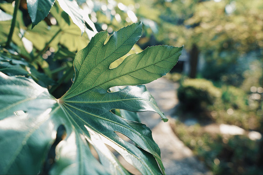 古漪园植物