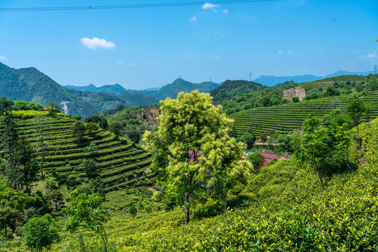 茶叶种植